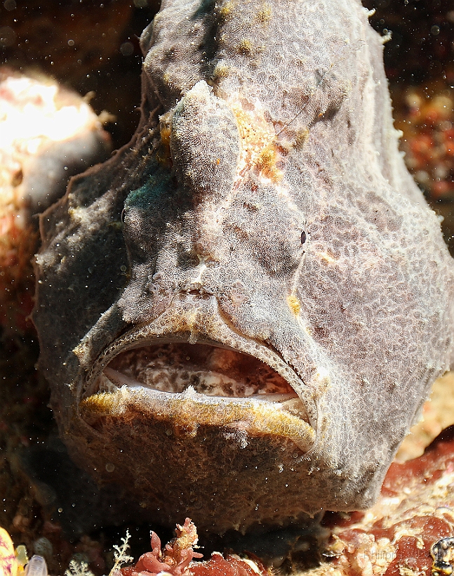 Sipadan_2015_Poisson grenouille_Antennaire geant_Antennarius commerson_IMG_2707_rc.jpg